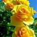 Norma Koch - Facebook