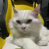 NormalaNZ - @normalanz - TikTok