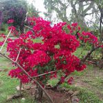 Norma Lanza - @lanza9852 - Instagram