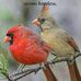 Norma Lester - Facebook