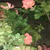 Norma Lira - @norma.lira13 - TikTok