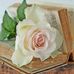 Norma Lupa - Facebook