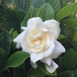 Norma MacDonald - @normalmacd - Instagram