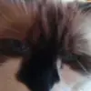 normanmaher1 - @normanmaher1 - TikTok