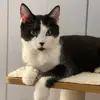 Hello - @malteznorma5 - TikTok