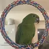 Norman_the _Amazon - @norman_the_amazon - TikTok