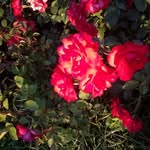 Norma Mc Donnell - @norma.mcdonnell.5 - Instagram