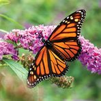 Norma Newcomb - Facebook