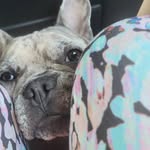 Norma Nicholas - @taukesorinpf - Instagram