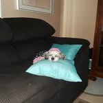 Norma Nieves - @normanieves1962 - Instagram