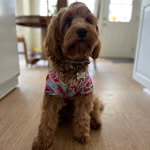 Norman and Ollie - @norman.olliedog - Instagram