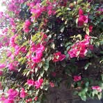 Norma Olin - Facebook