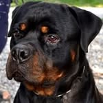 Norma Olson - @polson836 - Instagram