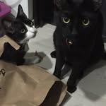 Norma Edith Ontiveros - @normiuxcats - Instagram