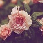 Norma Palacios - Facebook