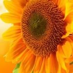 Norma Parks - @norma.parks.370 - Instagram