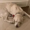 2 cute pups🥰 - @norman_and_penny - TikTok