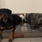 Eddie 🐾 Norman🐾Penny🐾 - @eddienormanpenny - Instagram
