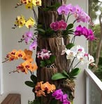 Norma Pichardo - Facebook