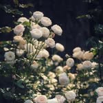 𝑃𝑜𝑒𝑠 - @normapoes - Instagram