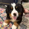 🐾 N O R A 🐾 - @noraprentice - TikTok