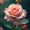 NORMA PUENTE - @norma.puente18 - TikTok