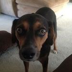 Lori Anne Rainey - @raineyrealtyonlakenorman - Instagram