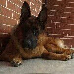 Isseu de Casa Norma (Rock) - @rock_thedog - Instagram