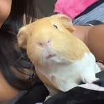 Norma(n) QP Rockwell - @norma.rocks123 - Instagram