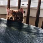 Norma Z - @normasantangelo40 - Instagram