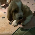 Norman The Basset - @norman.peterson.shafer - Instagram