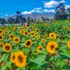 Norma coc 🌻🌻 - @normasiney - TikTok