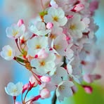 Norma Smart - Facebook
