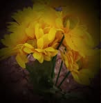 Norma Trevino - Facebook