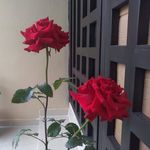 Norma Alicia Garcia Tristan - @normaaliciagarciatristan - Instagram