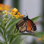 Norma Reese Vance - @vanceclan - Instagram
