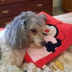Norma Angela Volpe - Facebook