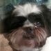 Norma Volpe - Facebook