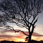 Norma Walsh - @normawalsh2 - Instagram