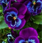 Norma Warner - Facebook