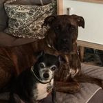 Norma Wells - @waylonandwilliedrinkinbuddies - Instagram
