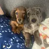 Norman & Honey - @normanwhitmore - TikTok