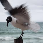 Norma Wilmoth - Facebook