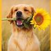 Norma Withrow - Facebook