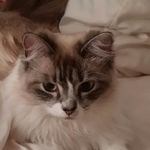 Norma Wolfe Grundset - @normagrundset - Instagram