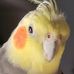 Norma Wolff - Facebook