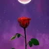 lunafierros - @normazaragoza957 - TikTok