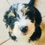 Norma Reyes Ziegler - @ottillietheadoradoodle - Instagram