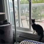 Norman Adelman - @normanadelman - Instagram