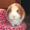Norman Albert👊😎 - @normantheguineapig - TikTok